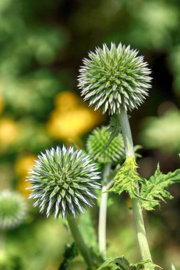 Echinops sphaerocephalus (adları: glandüler küre-devedikeni, büyük küre-devedikeni veya soluk küre-devedikeni) ayçiçeği ailesi içinde devedikeni kabilesine ait bir Dünya devedikeni türüdür.