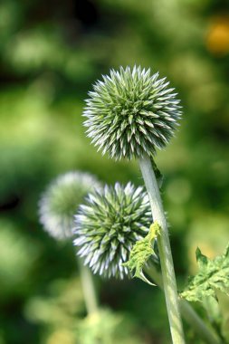 Echinops sphaerocephalus (adları: glandüler küre-devedikeni, büyük küre-devedikeni veya soluk küre-devedikeni) ayçiçeği ailesi içinde devedikeni kabilesine ait bir Dünya devedikeni türüdür.