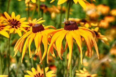 Rudbeckia ayçiçeği giller (Ayçiçeği) familyasından bir bitki cinsidir. Bu türgenellikle koni çiçekleri ve siyah gözlü susanlar denir. Gösterişli sarı veya altın çiçek başları için bahçelerde yetiştirilen.