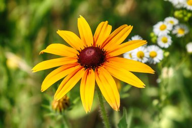 Rudbeckia ayçiçeği giller (Ayçiçeği) familyasından bir bitki cinsidir. Bu türgenellikle koni çiçekleri ve siyah gözlü susanlar denir. Gösterişli sarı veya altın çiçek başları için bahçelerde yetiştirilen.