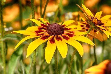 Rudbeckia bicolor ayçiçeği giller (Ayçiçeği giller) familyasından bir bitki cinsidir. Bu türgenellikle koni çiçekleri ve siyah gözlü susanlar denir. Gösterişli sarı ve kırmızı çiçek başları için bahçelerde yetiştirilen.