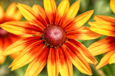 Rudbeckia bicolor ayçiçeği giller (Ayçiçeği giller) familyasından bir bitki cinsidir. Bu türgenellikle koni çiçekleri ve siyah gözlü susanlar denir. Gösterişli sarı ve kırmızı çiçek başları için bahçelerde yetiştirilen.