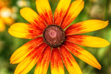 Rudbeckia bicolor ayçiçeği giller (Ayçiçeği giller) familyasından bir bitki cinsidir. Bu türgenellikle koni çiçekleri ve siyah gözlü susanlar denir. Gösterişli sarı ve kırmızı çiçek başları için bahçelerde yetiştirilen.