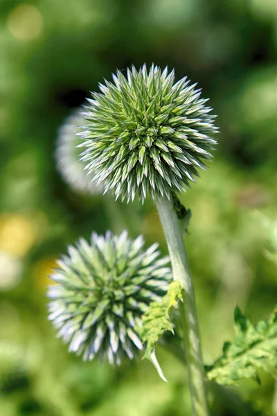 Echinops sphaerocephalus (adları: glandüler küre-devedikeni, büyük küre-devedikeni veya soluk küre-devedikeni) ayçiçeği ailesi içinde devedikeni kabilesine ait bir Dünya devedikeni türüdür.