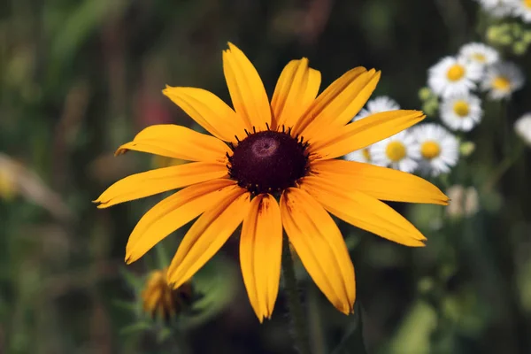 Rudbeckia Género Plantas Con Flores Perteneciente Familia Asteraceae Las Especies — Foto de Stock