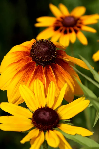 Rudbeckia Género Plantas Con Flores Perteneciente Familia Asteraceae Las Especies — Foto de Stock