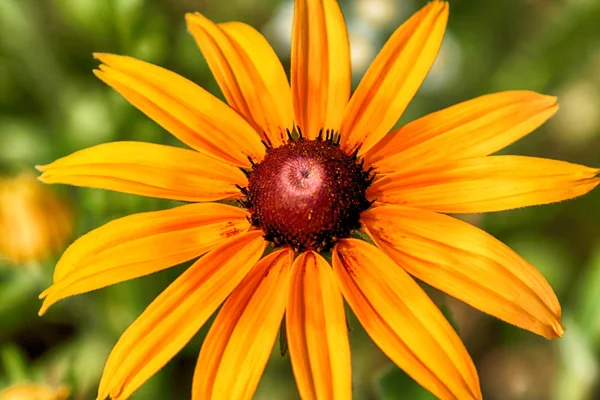 Rudbeckia Género Plantas Con Flores Perteneciente Familia Asteraceae Las Especies — Foto de Stock