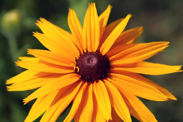 Rudbeckia Género Plantas Con Flores Perteneciente Familia Asteraceae Las Especies — Foto de Stock