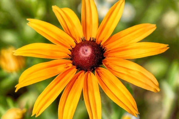 Rudbeckia Género Plantas Con Flores Perteneciente Familia Asteraceae Las Especies — Foto de Stock