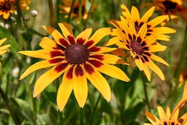 Rudbeckia Bicolor Plant Genus Sunflower Family Species Commonly Called Coneflowers — Stock Photo, Image