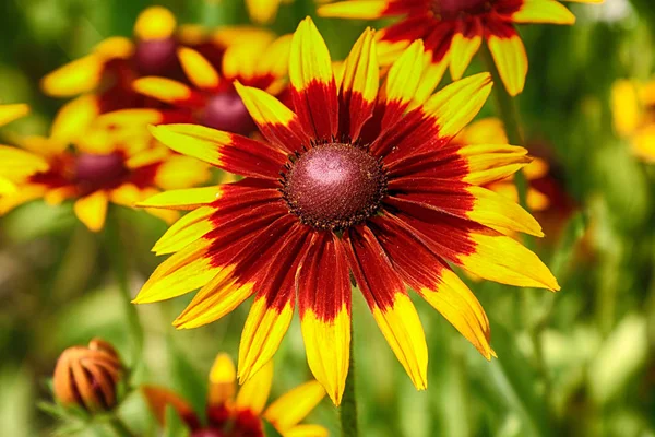 Rudbeckia Bicolor Ist Eine Pflanzengattung Aus Der Familie Der Sonnenblumen — Stockfoto