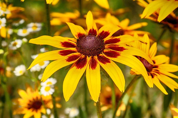 Rudbeckia Bicolor Género Plantas Con Flores Perteneciente Familia Asteraceae Las — Foto de Stock