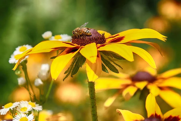 Rudbeckia bicolor ayçiçeği giller (Ayçiçeği giller) familyasından bir bitki cinsidir. Bu türgenellikle koni çiçekleri ve siyah gözlü susanlar denir. Gösterişli sarı ve kırmızı çiçek başları için bahçelerde yetiştirilen.