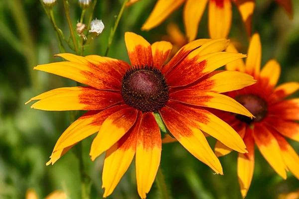 Rudbeckia Bicolor นสก ลของพ ชในครอบคร วดอกทานตะว สายพ กจะเร ยกว Coneflowers — ภาพถ่ายสต็อก