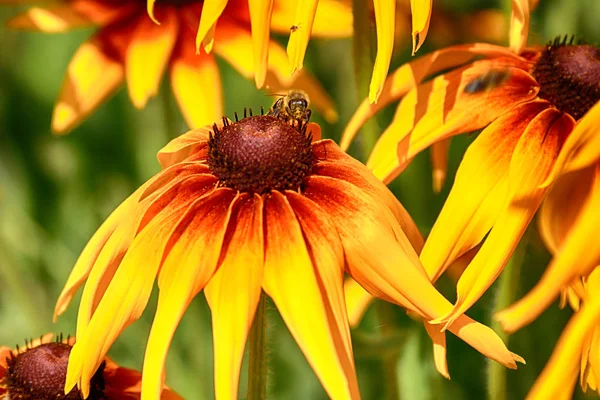 Rudbeckia Bicolor Género Plantas Con Flores Perteneciente Familia Asteraceae Las — Foto de Stock