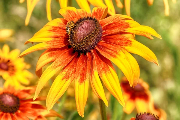 Rudbeckia Bicolor Een Plantengeslacht Uit Familie Van Zonnebloempitten Soort Wordt — Stockfoto