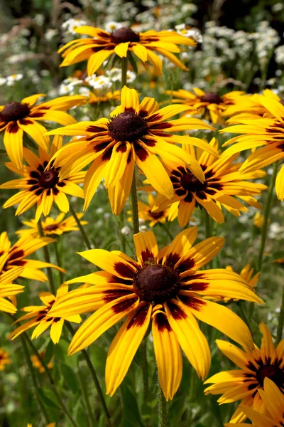 Rudbeckia Bicolor Género Botânico Pertencente Família Asteraceae Espécies São Comumente — Fotografia de Stock