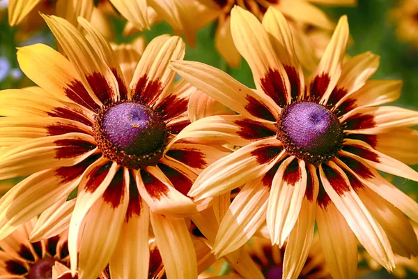 Rudbeckia Bicolor Genere Piante Della Famiglia Dei Girasole Specie Sono — Foto Stock