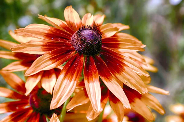 Rudbeckia Bicolor Género Plantas Con Flores Perteneciente Familia Asteraceae Las — Foto de Stock