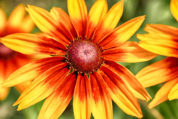 Rudbeckia Bicolor Род Растений Семейства Подсолнечных Виды Обычно Называются Конфлоуерами — стоковое фото