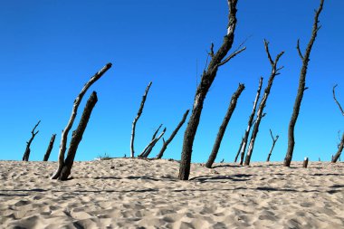 Slowinski Milli Parkı, Baltık Denizi kıyısında, Polonya'nın Leba kenti yakınlarında yer almaktadır. Avrupa'nın en büyük hareketli kum tepeleri ile çöl manzara. Açık gökyüzü ile sıcak yaz günü, yaz ortasında.