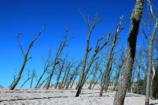 Leba Polen Juli 2019 Slowinski Nationalpark Liegt Der Ostseeküste Der — Stockfoto