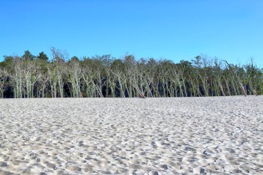Slowinski Milli Parkı, Baltık Denizi kıyısında, Polonya'nın Leba kenti yakınlarında yer almaktadır. Avrupa'nın en büyük hareketli kum tepeleri ile çöl manzara. Açık gökyüzü ile sıcak yaz günü, yaz ortasında.