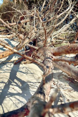 Baltık Denizi kıyısında Slowinski Milli Parkı, Leba yakın, Polonya. Leba ve Hareketli Tepeler arasındaki yürüyüş parkurunda güzel kumlu plajlar ve sahil manzarası.