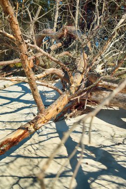 Baltık Denizi kıyısında Slowinski Milli Parkı, Leba yakın, Polonya. Leba ve Hareketli Tepeler arasındaki yürüyüş parkurunda güzel kumlu plajlar ve sahil manzarası.