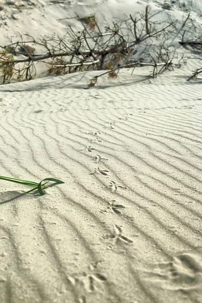 Slowinski Nationalpark Der Ostseeküste Der Nähe Leba Polen Wunderschöne Sandstrände — Stockfoto