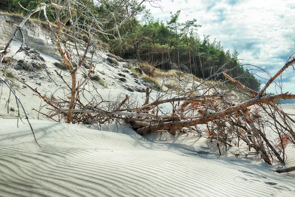 Parc National Slowinski Sur Côte Mer Baltique Près Leba Pologne — Photo