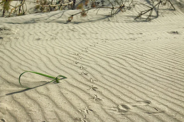 Slowinski Nationalpark Der Ostseeküste Der Nähe Leba Polen Wunderschöne Sandstrände — Stockfoto