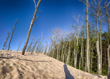 Slowinski Milli Parkı, Baltık Denizi kıyısında, Polonya'nın Leba kenti yakınlarında yer almaktadır. Avrupa'nın en büyük hareketli kum tepeleri ile çöl manzara. Açık gökyüzü ile sıcak yaz günü, yaz ortasında.
