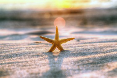 Leba, Polonya yakınlarındaki Slowinski Milli Parkı'nda sahilde denizyıldızı ve güzel gün batımı. Vahşi, el değmemiş doğa.