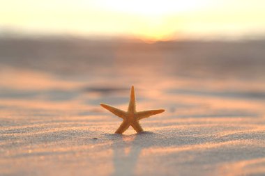 Leba, Polonya yakınlarındaki Slowinski Milli Parkı'nda sahilde denizyıldızı ve güzel gün batımı. Vahşi, el değmemiş doğa.