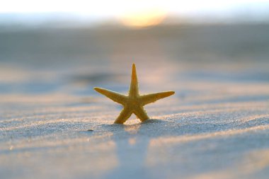 Leba, Polonya yakınlarındaki Slowinski Milli Parkı'nda sahilde denizyıldızı ve güzel gün batımı. Vahşi, el değmemiş doğa.