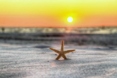Leba, Polonya yakınlarındaki Slowinski Milli Parkı'nda sahilde denizyıldızı ve güzel gün batımı. Vahşi, el değmemiş doğa.