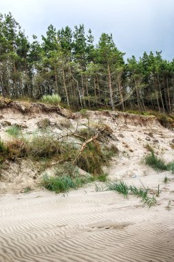 Baltık Denizi kıyısında Slowinski Milli Parkı, Leba yakın, Polonya. Leba ve Hareketli Tepeler arasındaki yürüyüş parkurunda güzel kumsal, kumörtüsü ve kıyı manzarası.