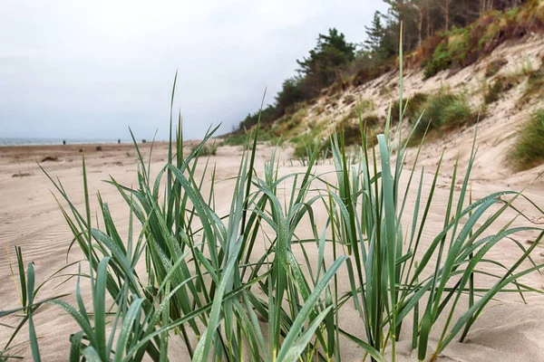 砂丘の植生 露滴を持つ草 バルト海沿岸のスロインスキー国立公園 レバ近く ポーランド — ストック写真