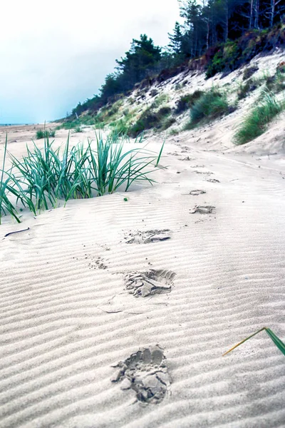 Slowinski Nationalpark Der Ostseeküste Der Nähe Leba Polen Wunderschöner Sandstrand — Stockfoto