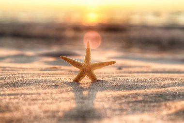 Denizyıldızı ve sahilde güzel gün batımı.