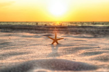 Denizyıldızı ve sahilde güzel gün batımı.