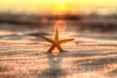Denizyıldızı ve sahilde güzel gün batımı.