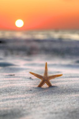 Denizyıldızı ve sahilde güzel gün batımı.