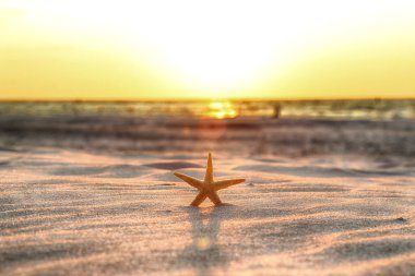 Denizyıldızı ve sahilde güzel gün batımı.