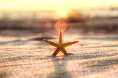 Denizyıldızı ve sahilde güzel gün batımı.