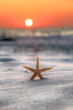 Denizyıldızı ve sahilde güzel gün batımı.