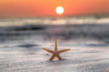 Denizyıldızı ve sahilde güzel gün batımı.