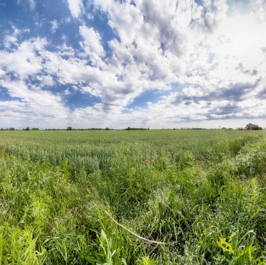 Wroclaw, Polonya yakınlarındaki Mayıs ayı sonunda güzel, renkli alanlar.