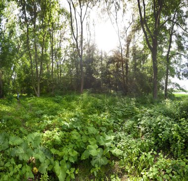 Wroclaw, Polonya yakınlarındaki Haziran ayı başında güneş ile yoğun orman.